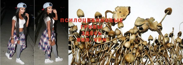 ГАЛЛЮЦИНОГЕННЫЕ ГРИБЫ Алзамай